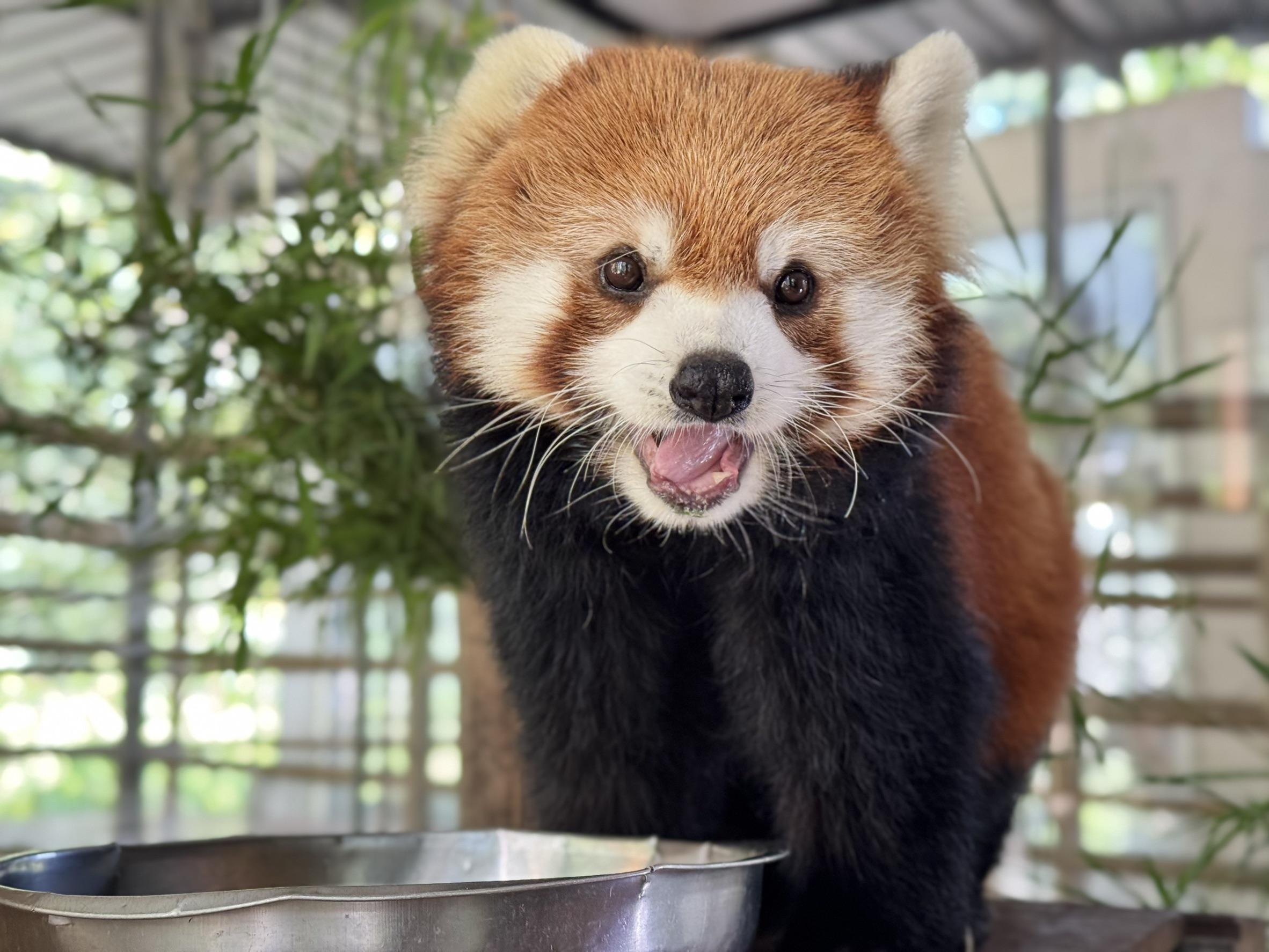 Panda-Paar verzaubert Khao Kheow