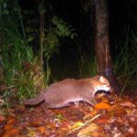 Seltene Raubkatze kehrt zurück