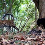 Seltenes Duo im Dschungel entdeckt (Video) Seltenes Duo im Dschungel entdeckt (Video)