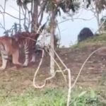 Tiger-Sichtung am Berg - Touristen in Sicherheit? (Video)