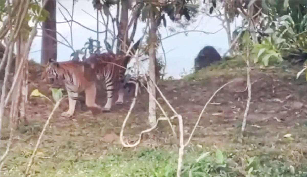 Tiger-Sichtung am Berg – Touristen in Sicherheit? (Video)