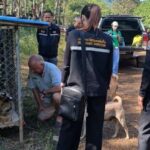 Tiger-Transfer: Ausländer weist Schuld ab