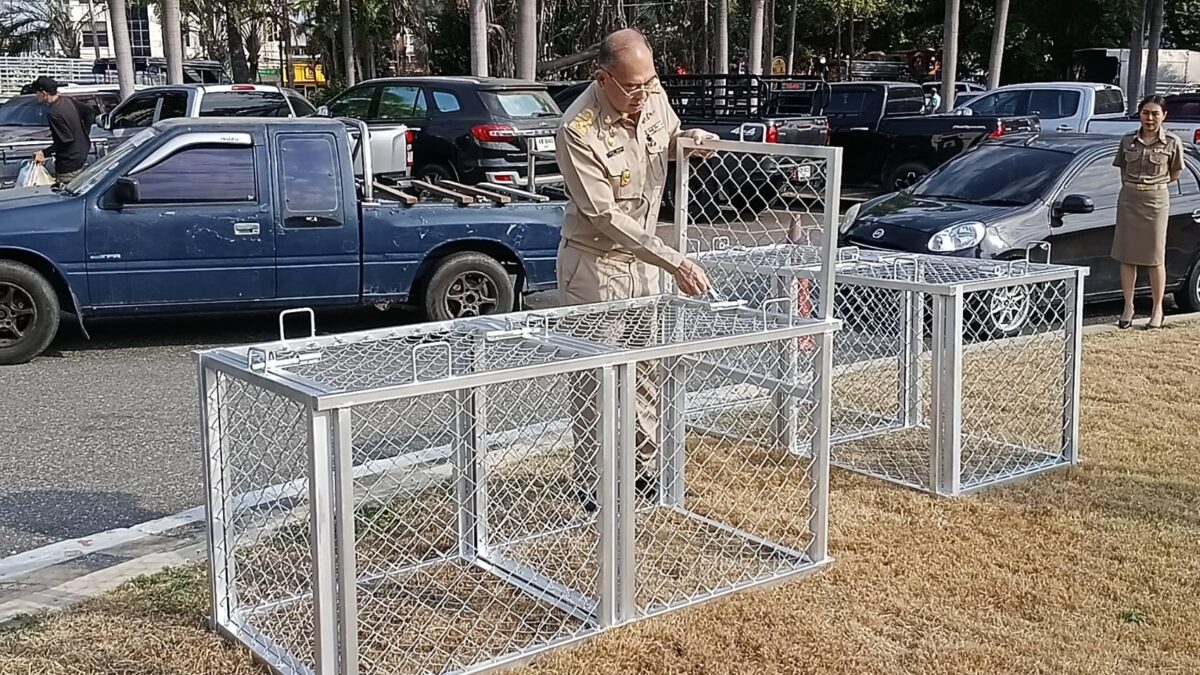 Affenplage in Sriracha