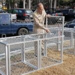 Affenplage in Sriracha