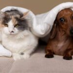 Bangkok verschärft Regeln für Haustiere