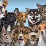 Gratis-Microchip bis Juni 2026