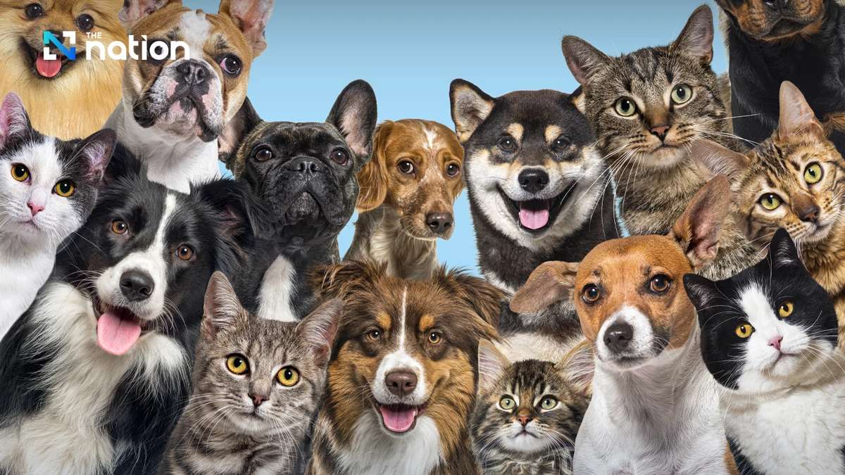 Gratis-Microchip bis Juni 2026