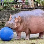 Hippo-Star begeistert Besucher