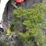 Horror-Flug über Krabi: Brite kracht in Felswand