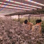 Krabi: Ausländer-Cannabisfarm hochgenommen