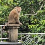 Lebensgefahr! Affen-Biss überträgt Tollwut