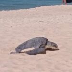 Naturwunder begeistert Touristen in Phuket Naturwunder begeistert Touristen in Phuket