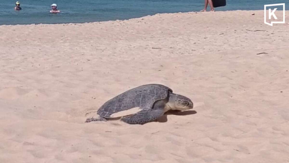 Naturwunder begeistert Touristen in Phuket