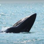 Sanfte Riesen vor Thailand – Natur zeigt Stärke