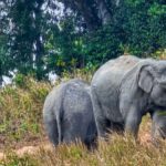 Schock-Videos: Ausländische Drohne - Elefanten außer Kontrolle