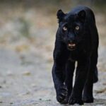 Seltener schwarzer Panther begeistert Touristen