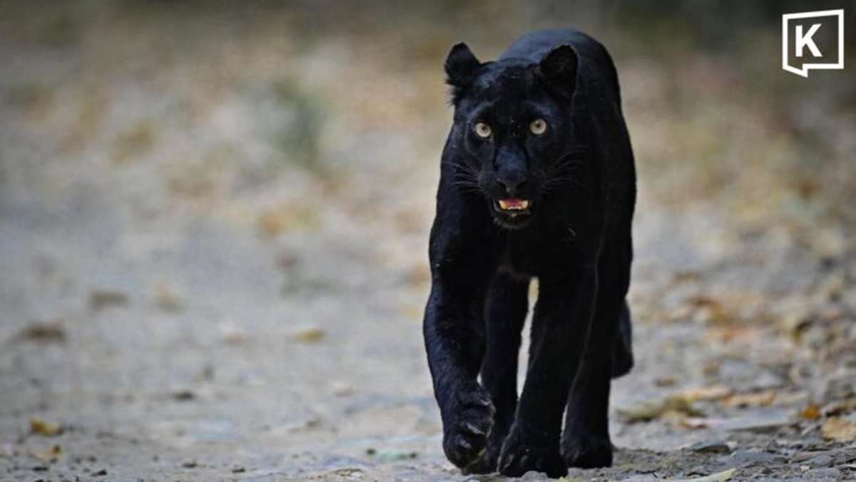 Seltener schwarzer Panther begeistert Touristen