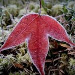 Thailand bibbert: 3 Grad und Frost