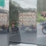 Tourist klammert sich an Lkw – Entsetzen in Phuket