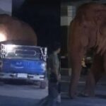 Wilder Elefant platzt in Beerdigung – Panik im Tempel Wilder Elefant platzt in Beerdigung – Panik im Tempel