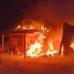 Ameisen als Brandstifter? Haus von Politiker zerstört