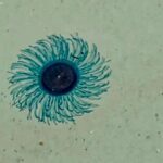 Giftige Quallen an Traumstrand