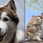 Grausame Tat gegen Familienhund