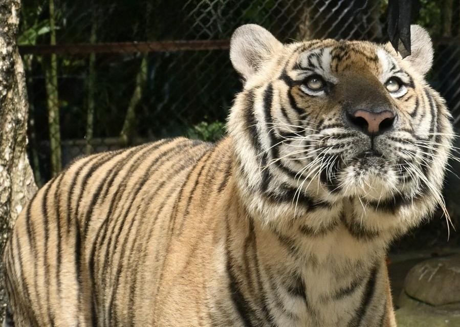 Krankheit statt Seuche: Mehrere Tiger tot
