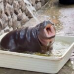 Mini-Flusspferd Moo Deng begeistert Fans erneut Mini-Flusspferd Moo Deng begeistert Fans erneut