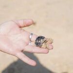 Ölteppich erreicht Phukets Strände