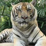 Rätsel um 72 tote Tiger - Zweifel an offizieller Erklärung