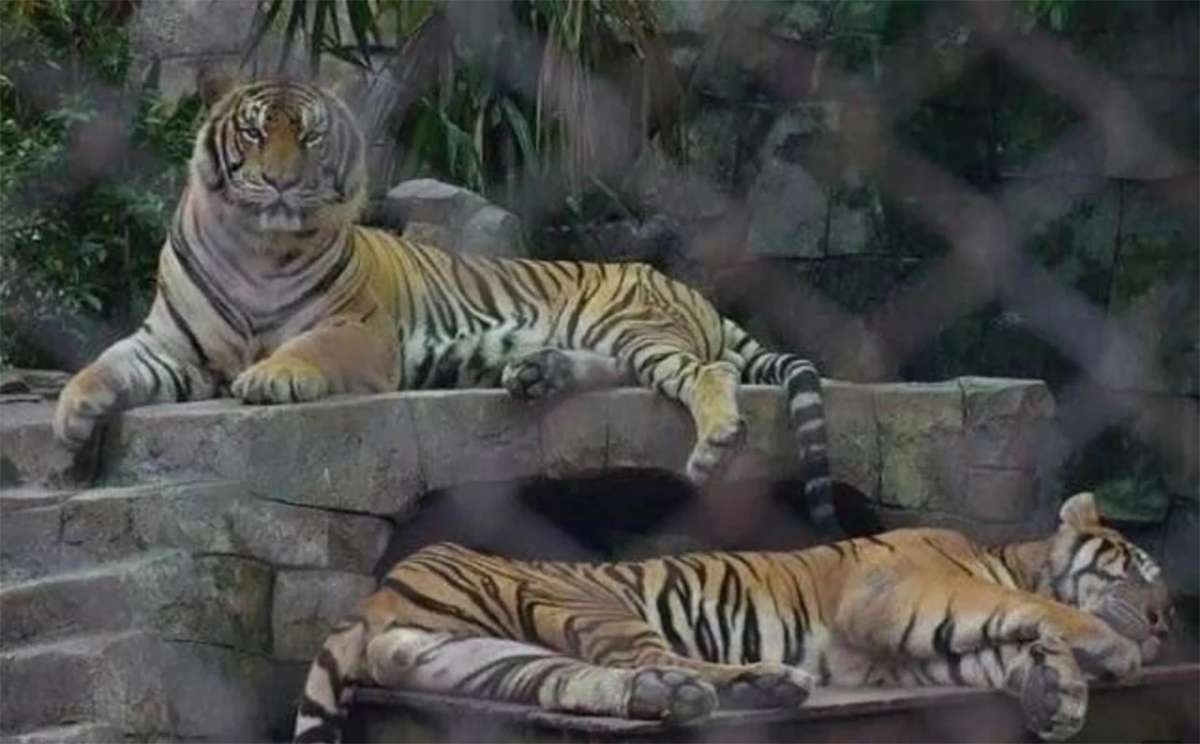 Rätselhafte Tiger-Seuche in Chiang Mai