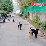 Tollwut-Alarm in Pattaya