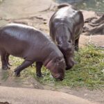 Zoo plant neues Hippo-Areal Zoo plant neues Hippo-Areal
