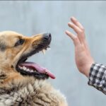 Zweiter Tollwut-Toter 2026