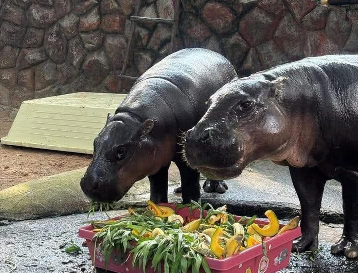 Heiratsantrag eines Italieners im Zoo: Romantik geht viral