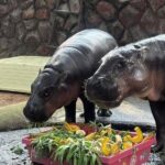 Heiratsantrag eines Italieners im Zoo: Romantik geht viral