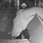 Hungriger Elefant verwüstet Michelin-Lokal bei Khao Yai Hungriger Elefant verwüstet Michelin-Lokal bei Khao Yai