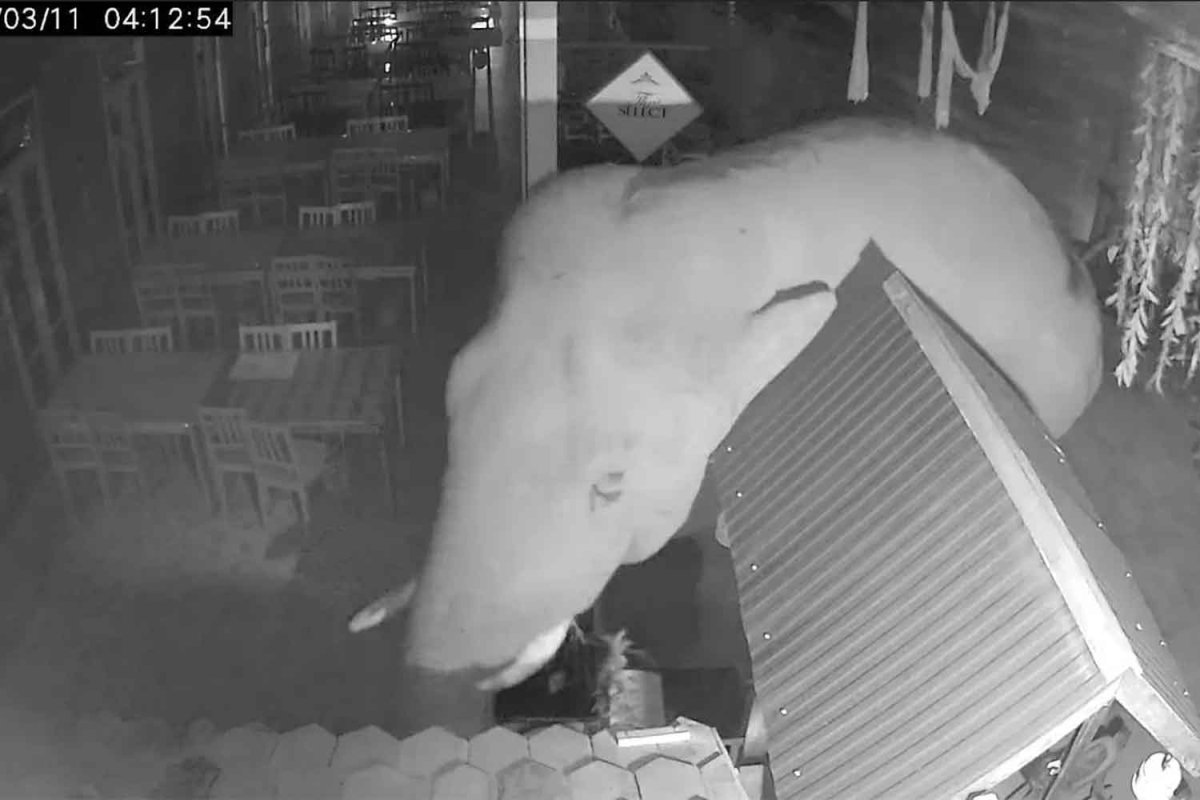 Hungriger Elefant verwüstet Michelin-Lokal bei Khao Yai