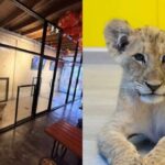 Löwen-Café in Phuket ist legal und tierschutzkonform