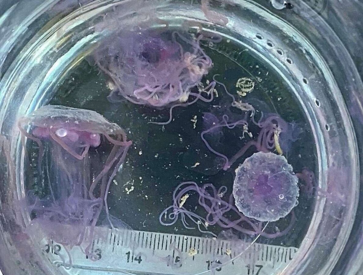 Phuket warnt vor giftigen Quallen