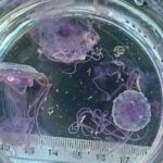 Phuket warnt vor giftigen Quallen Phuket warnt vor giftigen Quallen