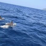 Similan-Inseln: Riesige Delfin-Gruppe gesichtet