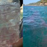 Warnung: Giftige Feuerquallen vor Phuket Warnung: Giftige Feuerquallen vor Phuket