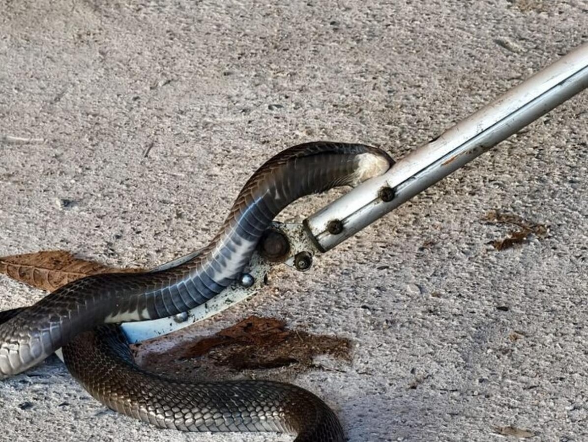 Wieder Cobra im Haus: Rettung in letzter Sekunde