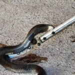 Wieder Cobra im Haus: Rettung in letzter Sekunde Wieder Cobra im Haus: Rettung in letzter Sekunde