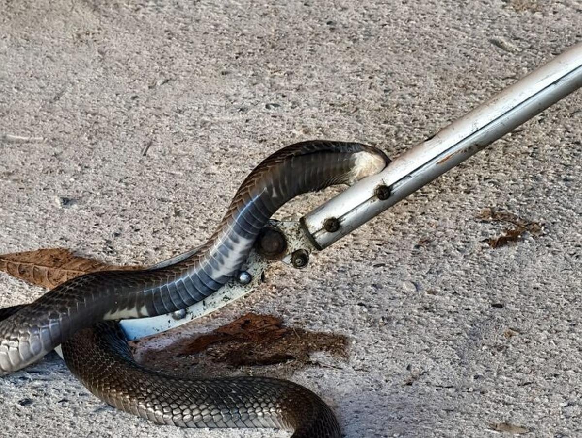 Wieder Cobra im Haus: Rettung in letzter Sekunde