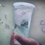 Alarm auf Phuket: Quallen an Strand gespült! Alarm auf Phuket: Quallen an Strand gespült!