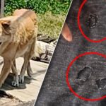 Bangkok: Hund beißt Kind ins Genital