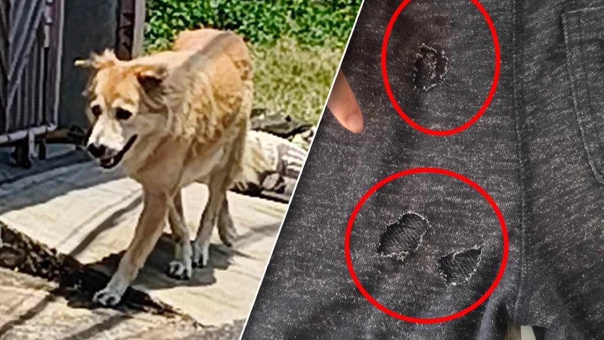 Bangkok: Hund beißt Kind ins Genital